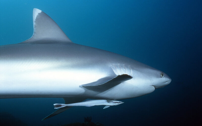 Shark with remora in blue water
