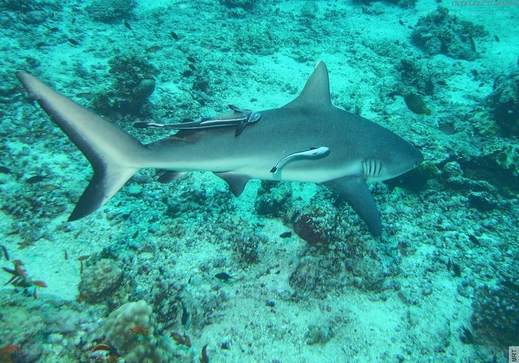 Shark with remoras on reef