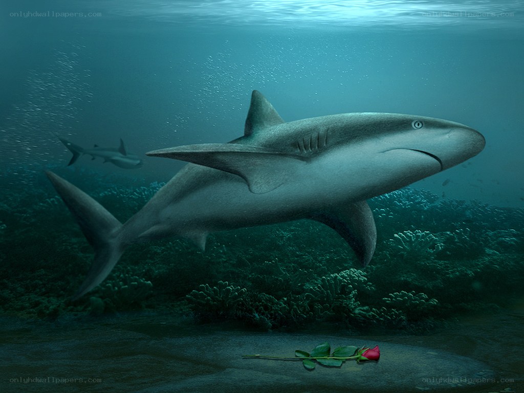 Shark with rose underwater