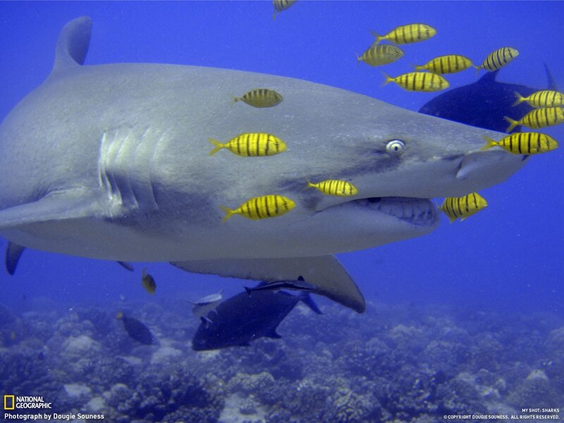 Shark with yellow fish