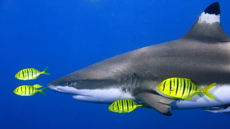 Shark with yellow fish