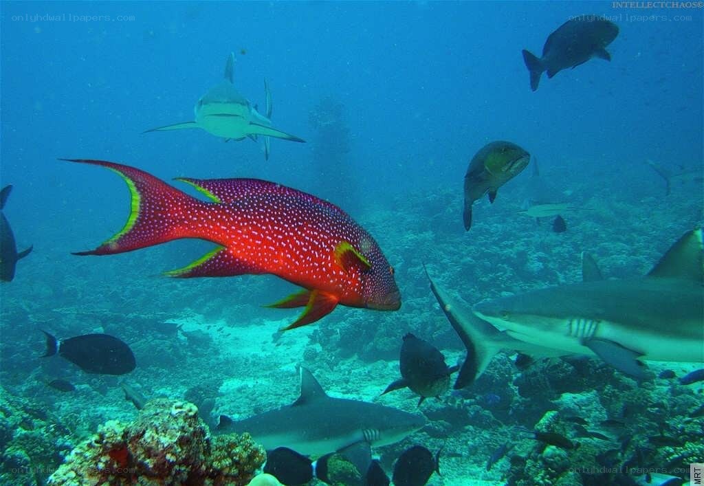 Sharks and colorful fish underwater