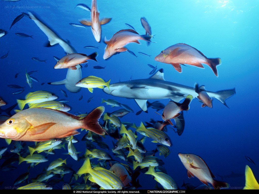 Sharks and fish in blue water