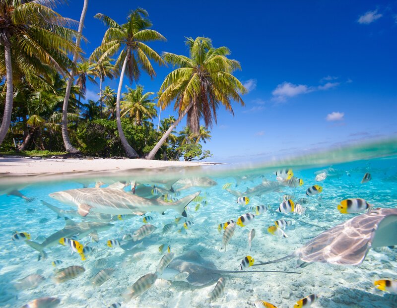 Sharks and Fish in Ocean — Blue