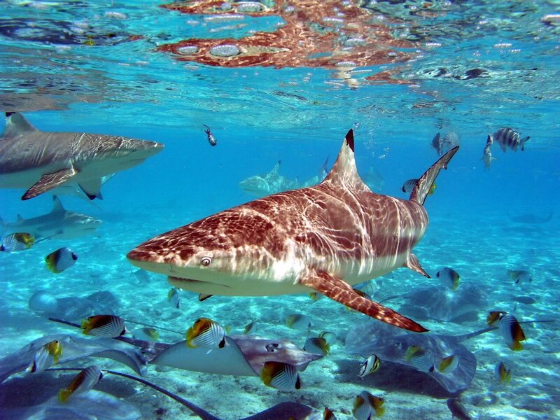 Sharks and Fish Underwater — Blue
