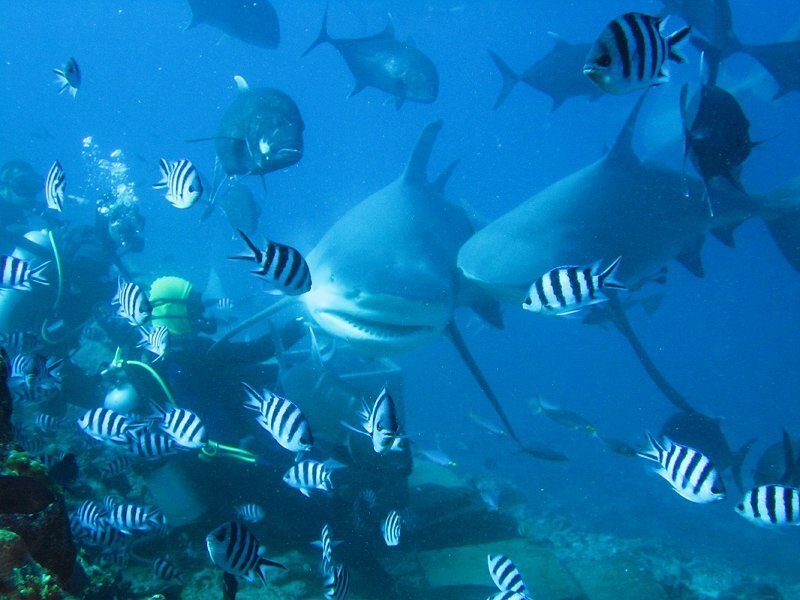 Sharks and Fish Underwater