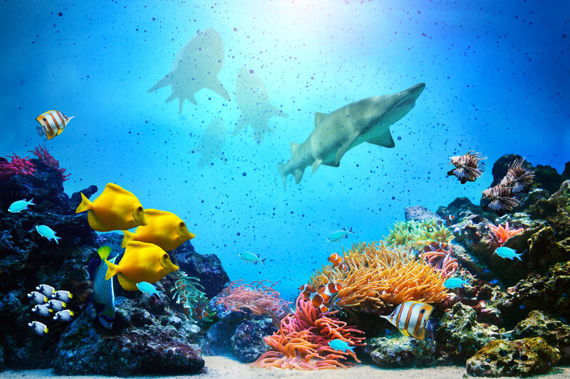 Sharks and Tropical Fish