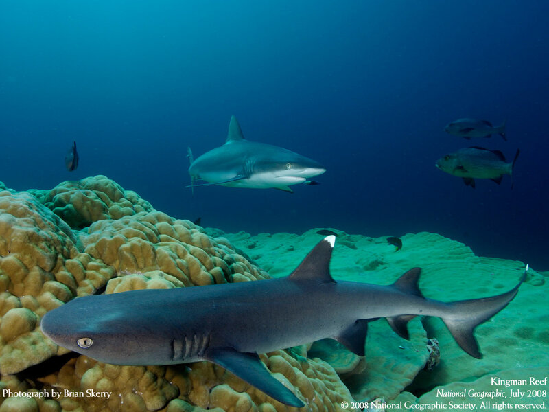 Sharks at Kingman Reef