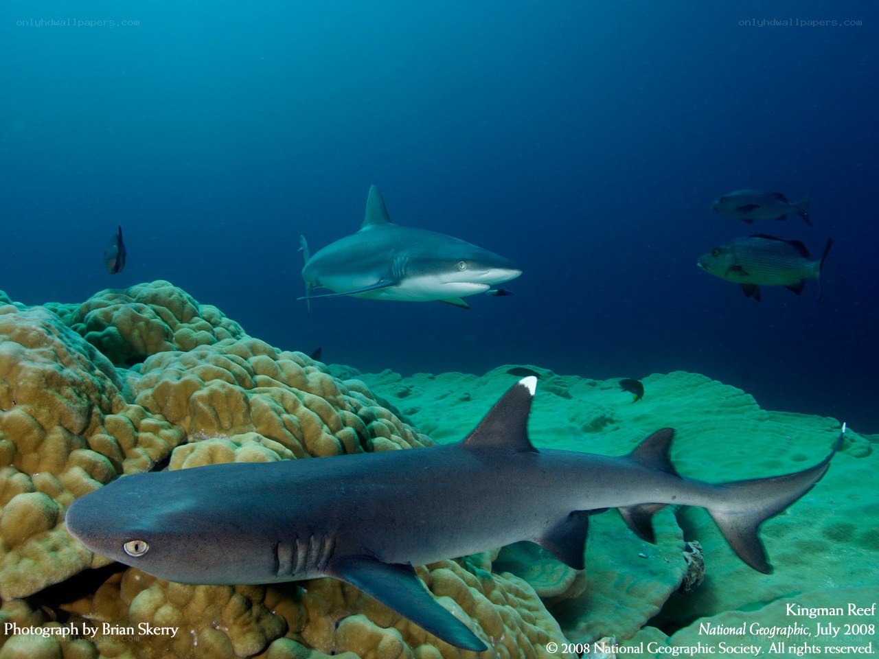 Sharks at Kingman Reef