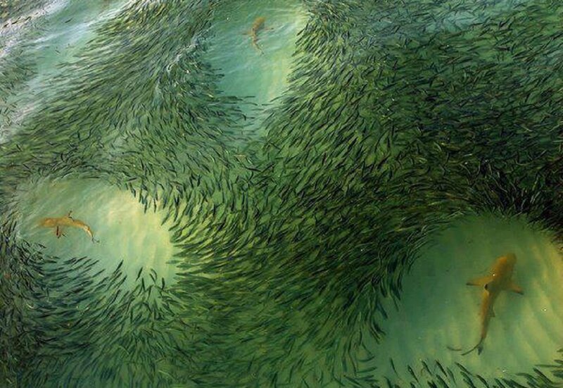 Sharks Hunting Fish
