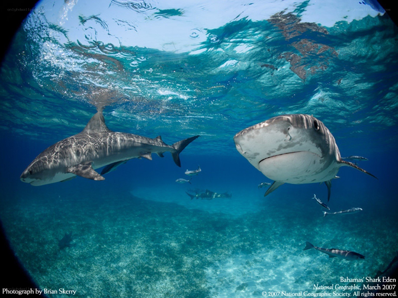 Sharks in Bahama waters