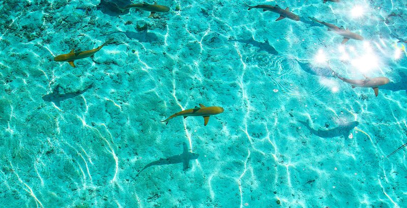 Sharks in Clear Water