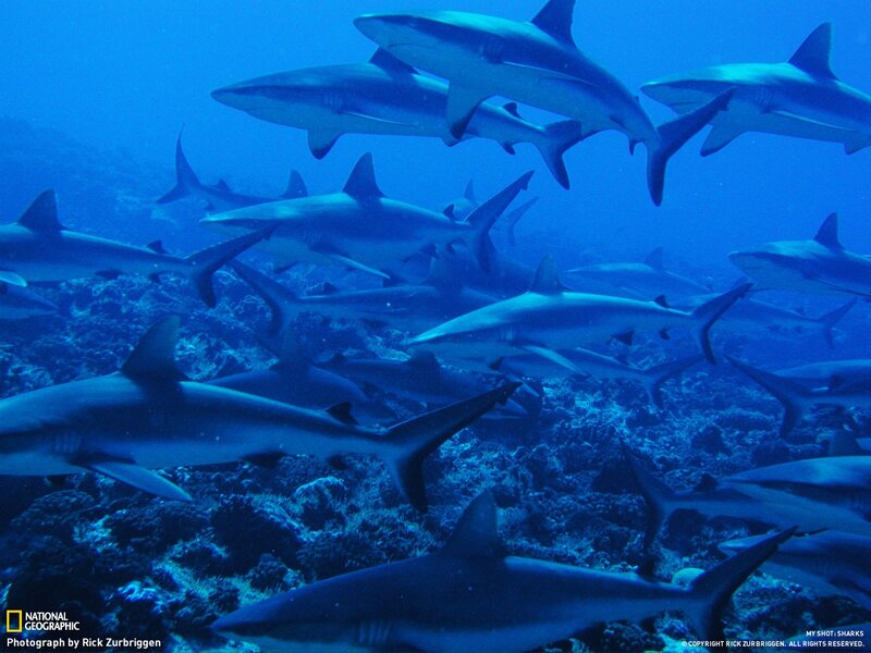 Sharks in coral reef