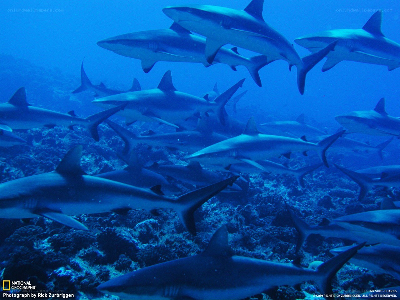 Sharks in coral reef