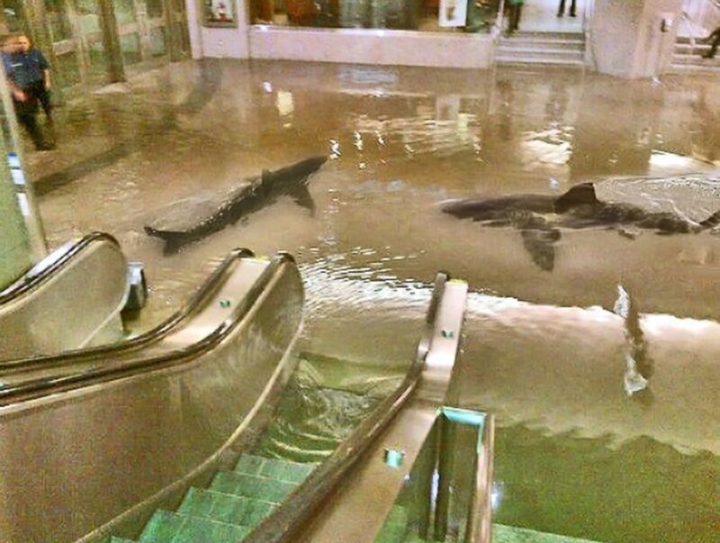 Sharks in Flooded Mall