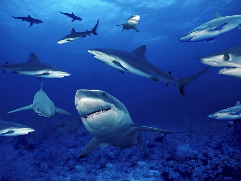 Sharks in Ocean — Blue, Dramatic, Photograph, Coral Reef
