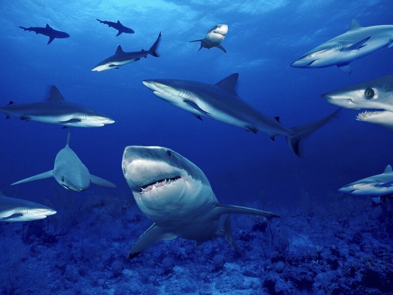 Sharks in Ocean — Blue, Dramatic, Photograph, Coral Reef, Underwater
