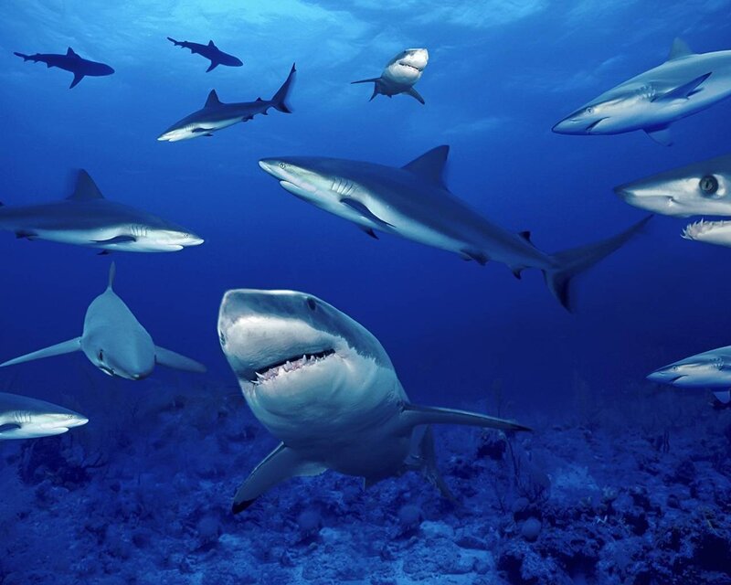 Sharks in Ocean — Blue