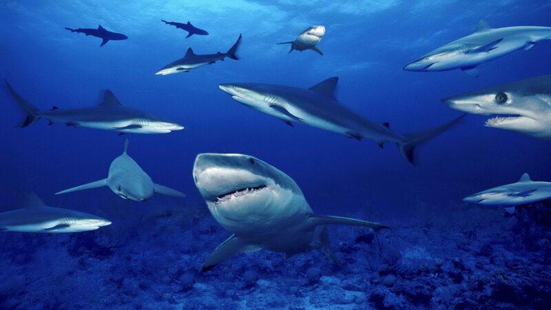 Sharks in Ocean — Dramatic