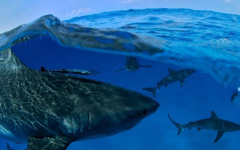 Sharks in Ocean Water