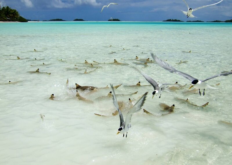 Sharks in Shallow Water — Blue