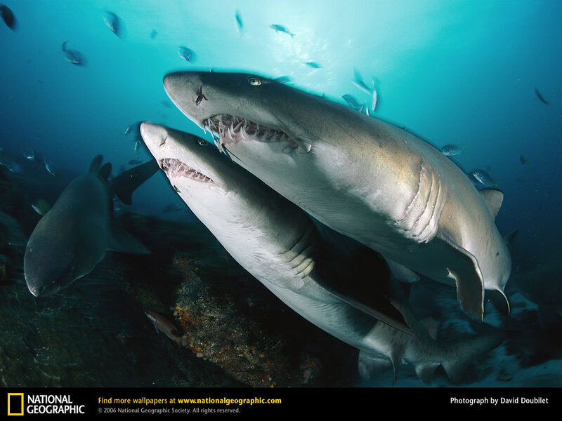 Sharks in the ocean