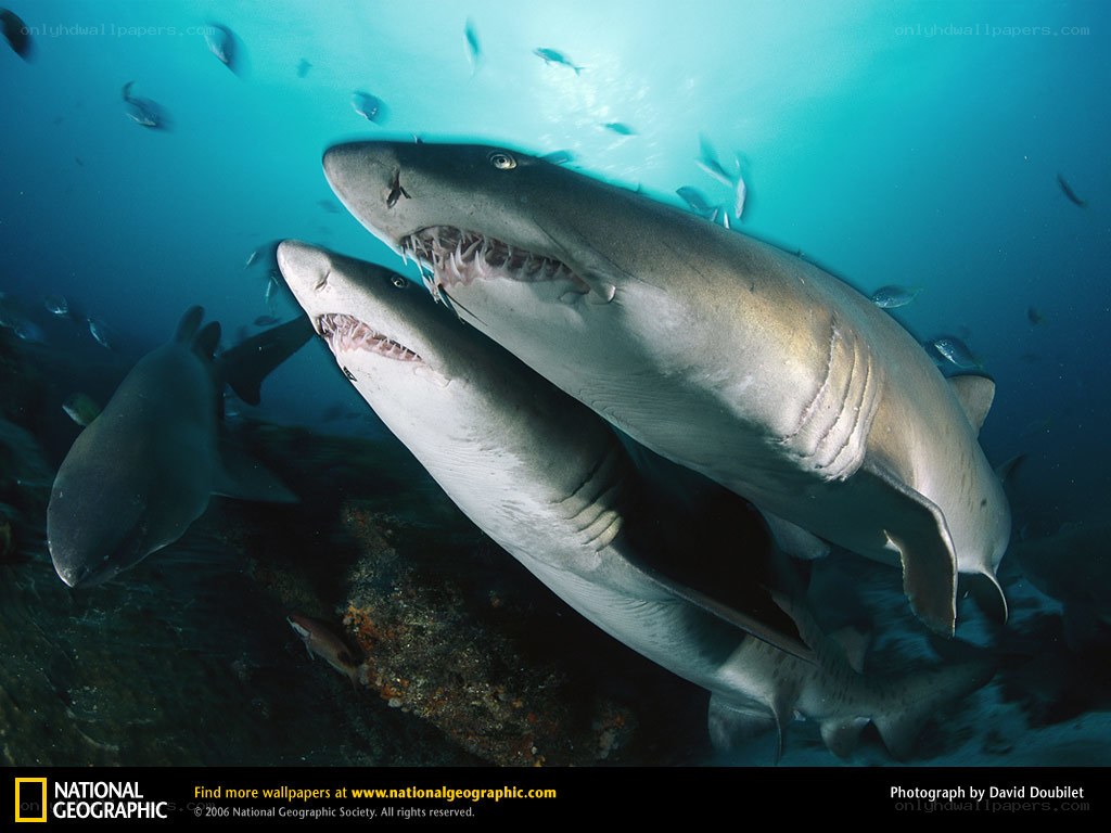 Sharks in the ocean