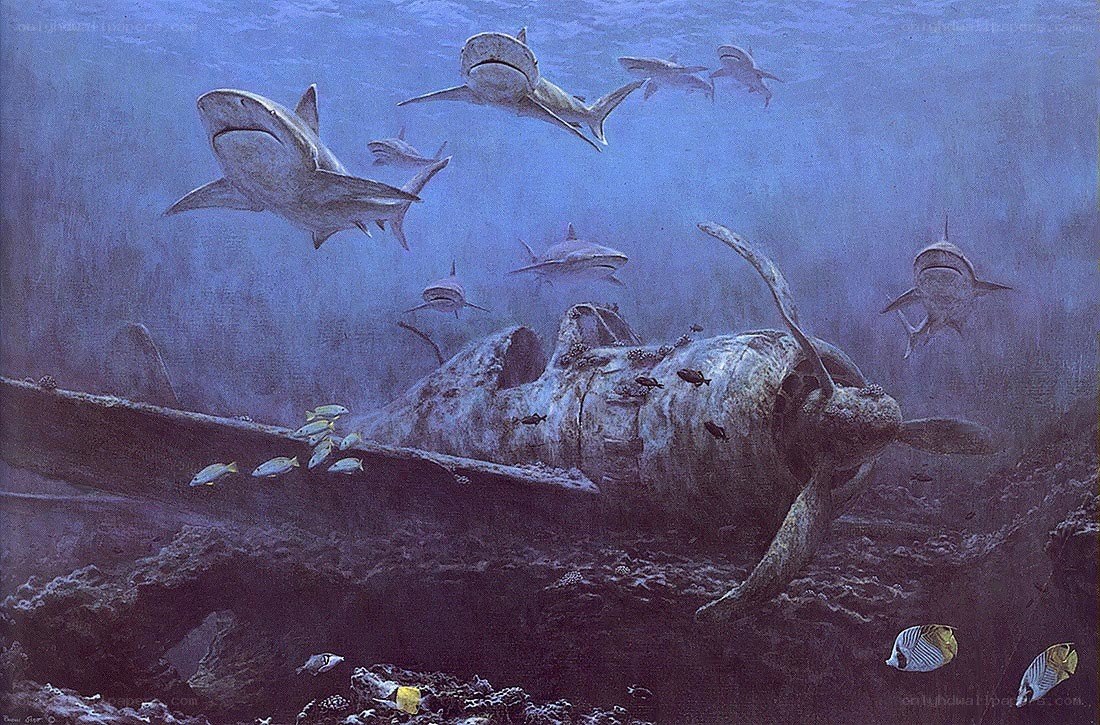 Sharks near plane wreck