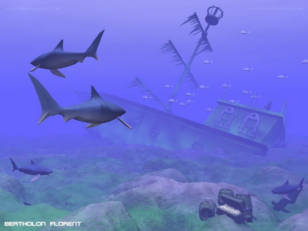 Sharks near shipwreck
