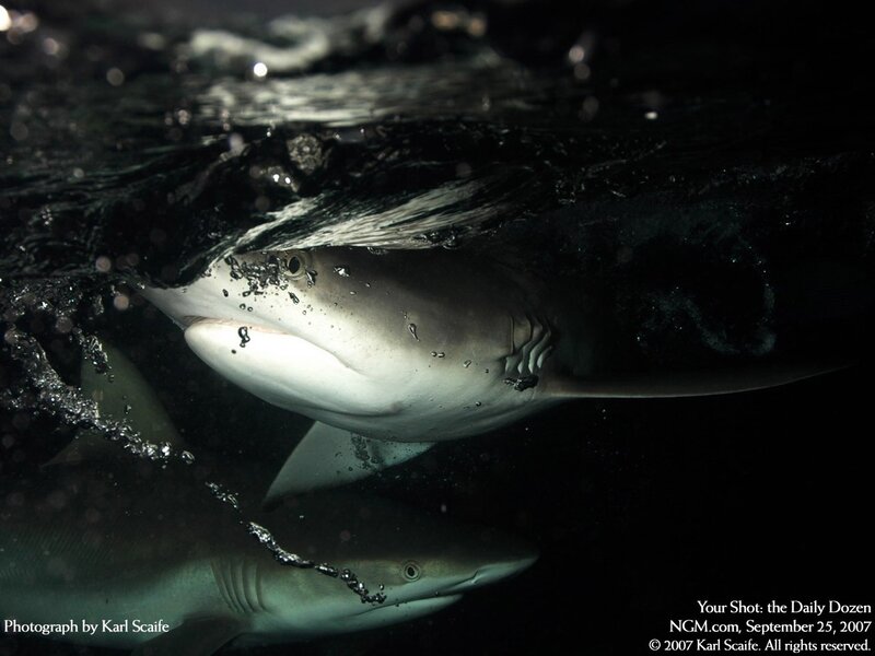 Sharks near the surface