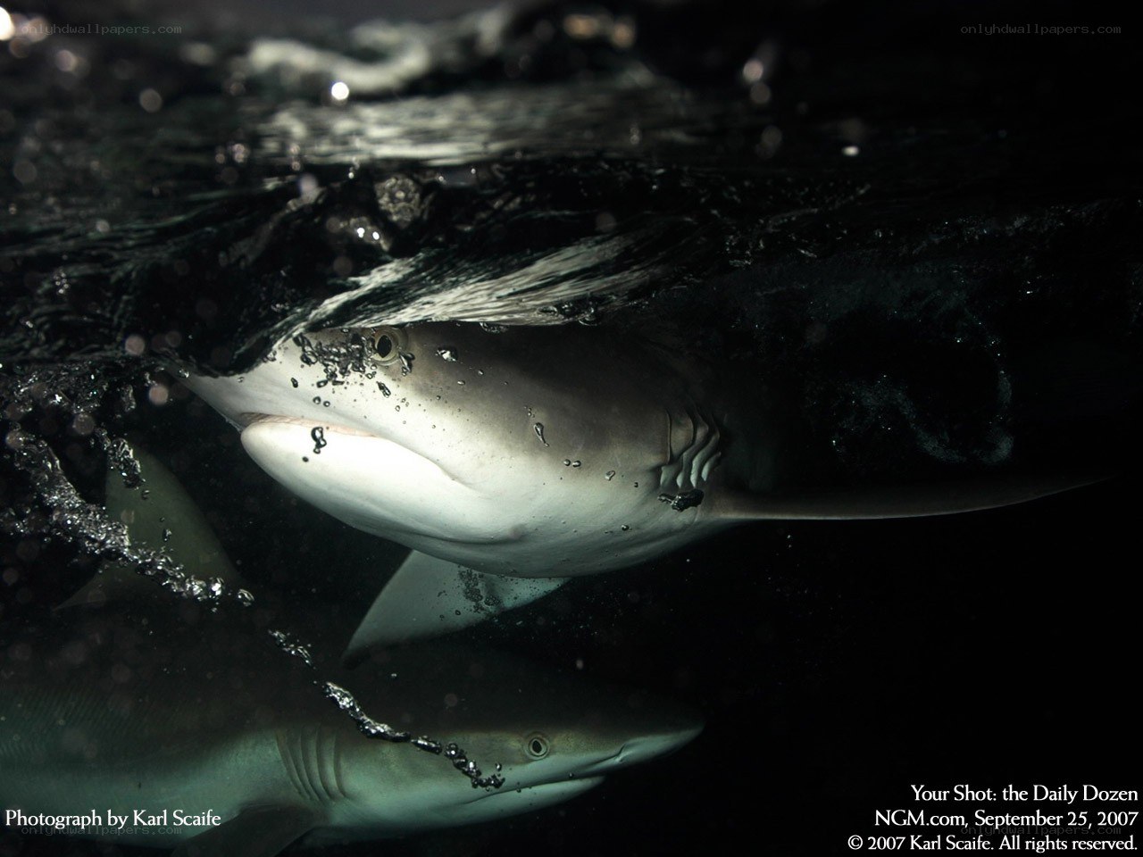 Sharks near the surface