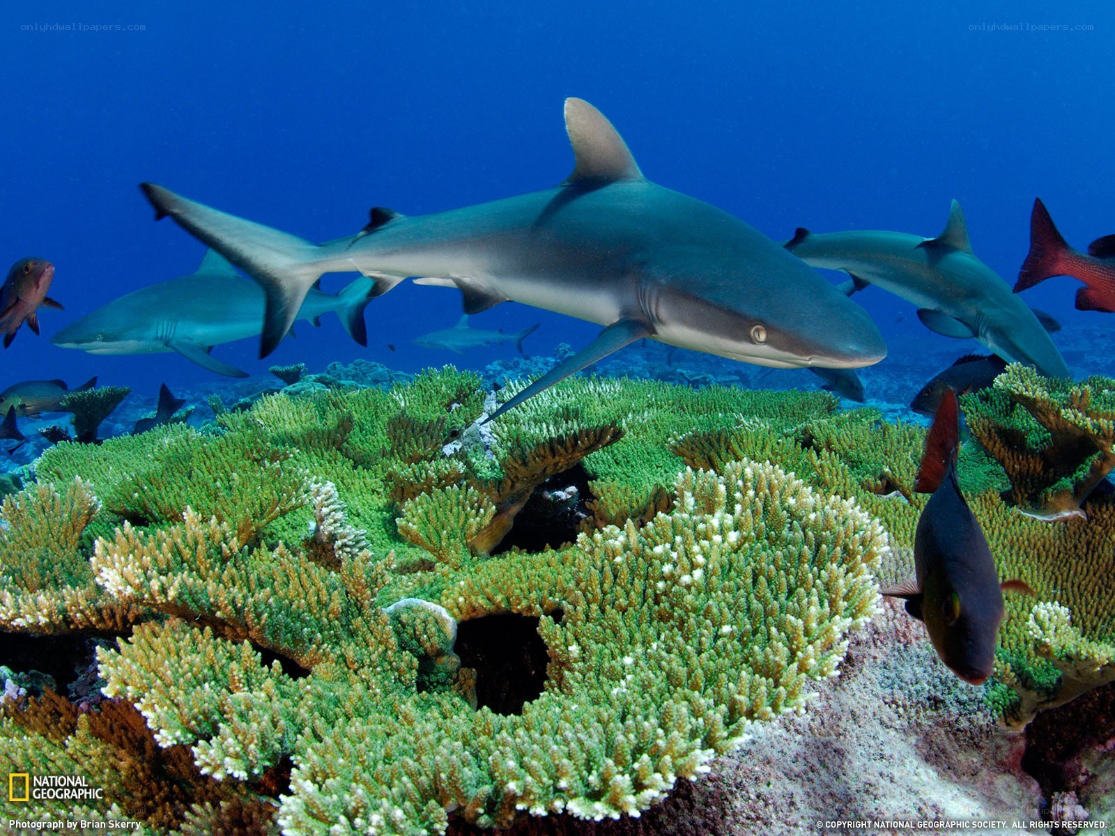 Sharks over a coral reef