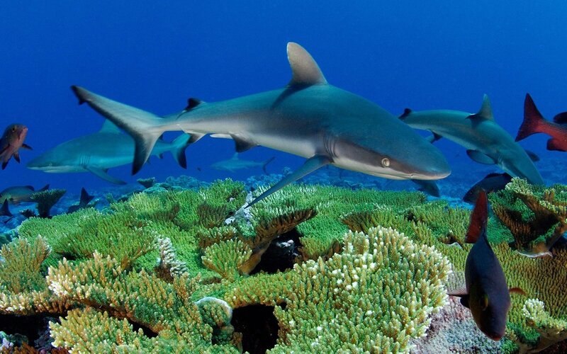 Sharks over coral reef