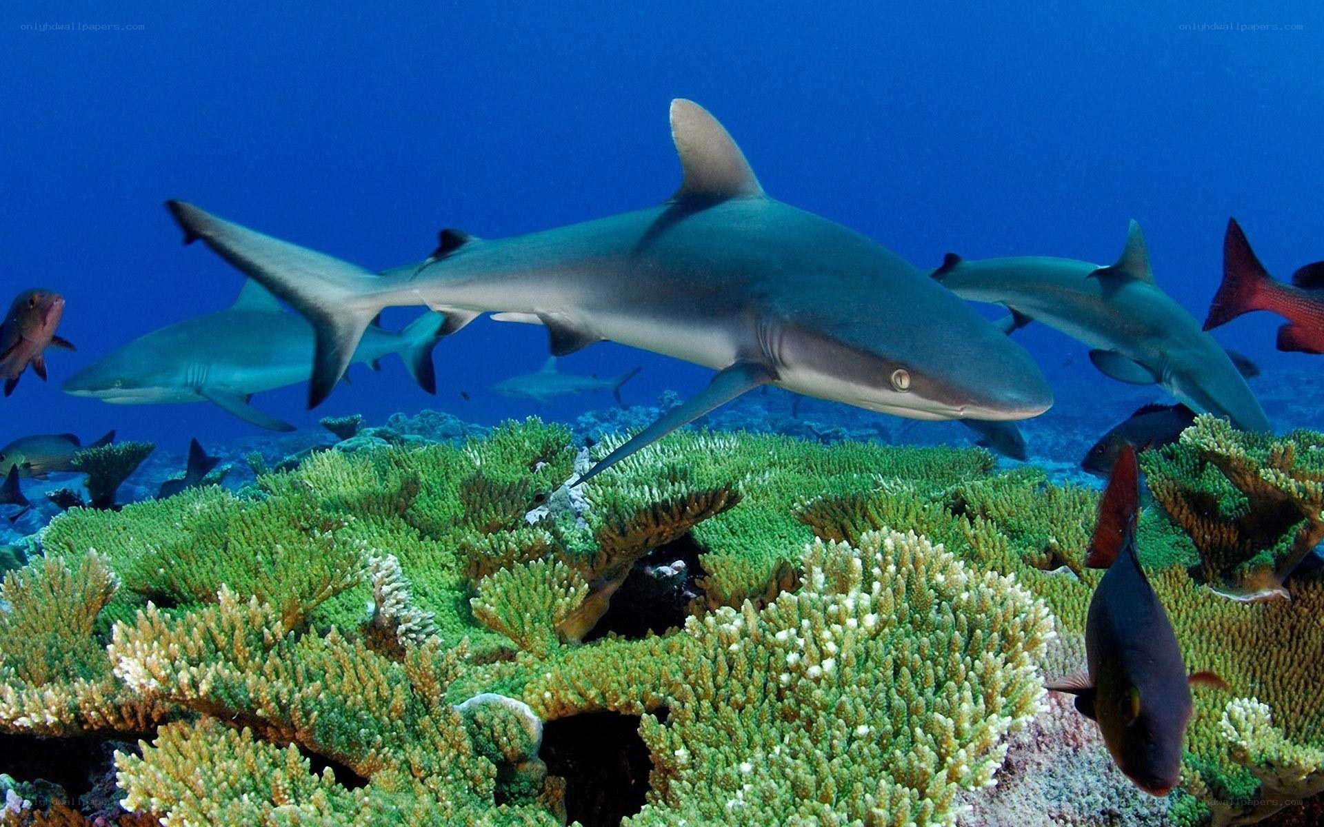 Sharks over coral reef