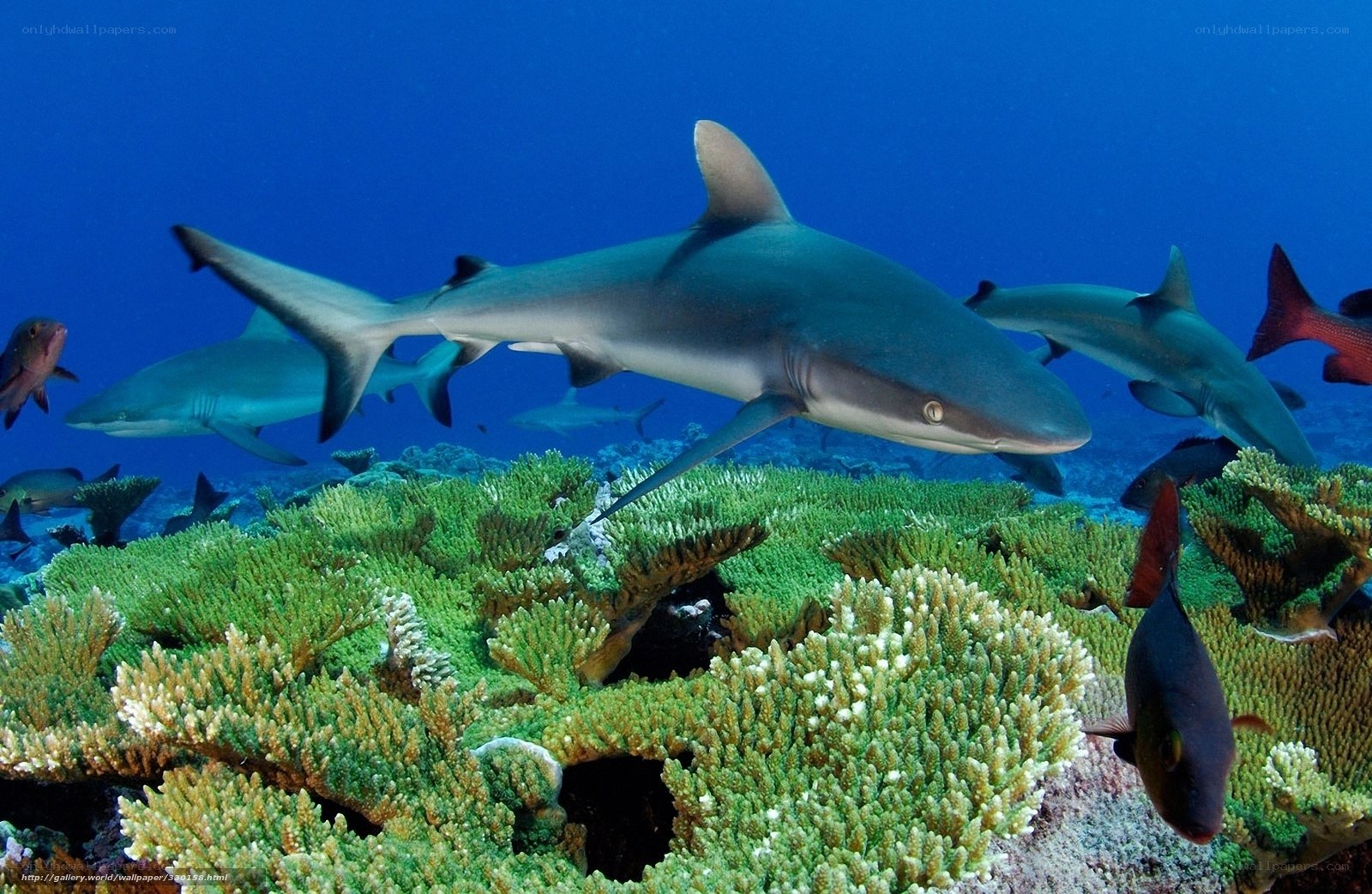 Sharks over coral reef