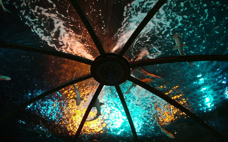sharks swimming above glass dome