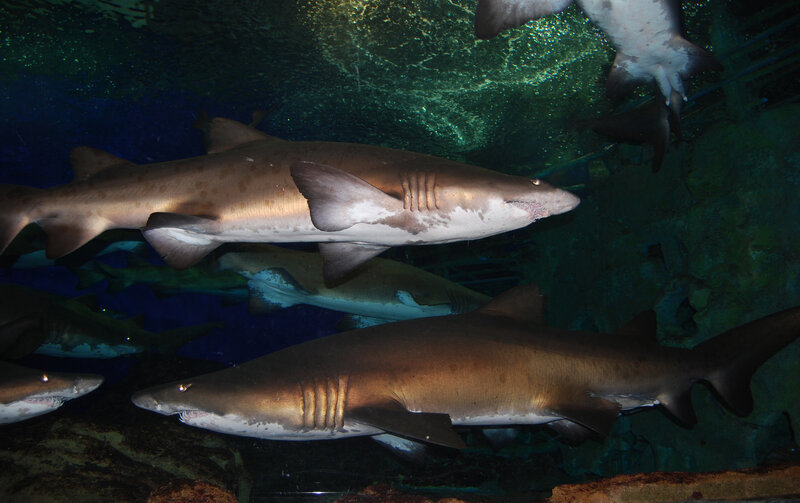Sharks swimming in aquarium