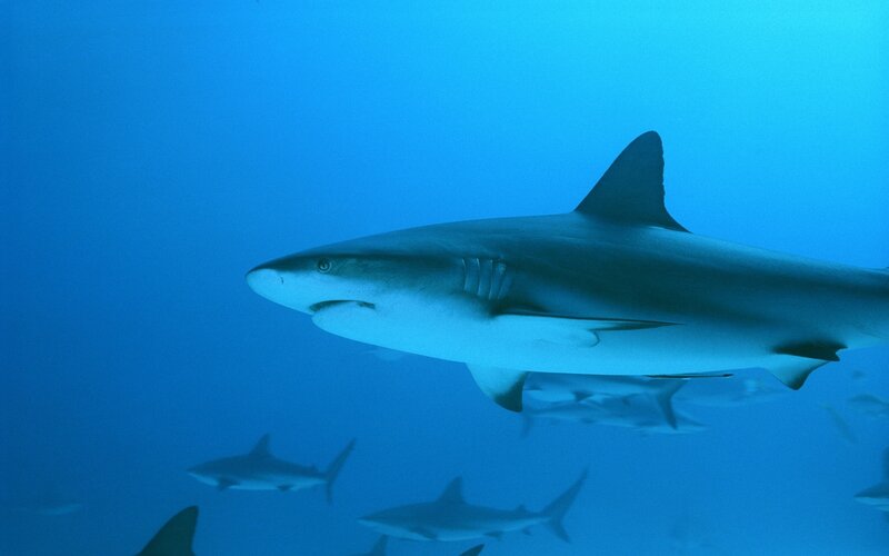 Sharks swimming in blue water