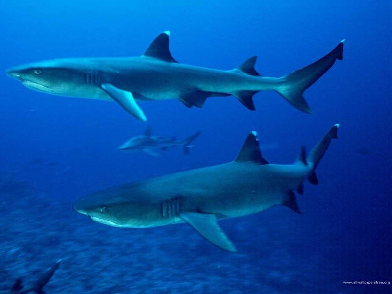 Sharks swimming in blue water