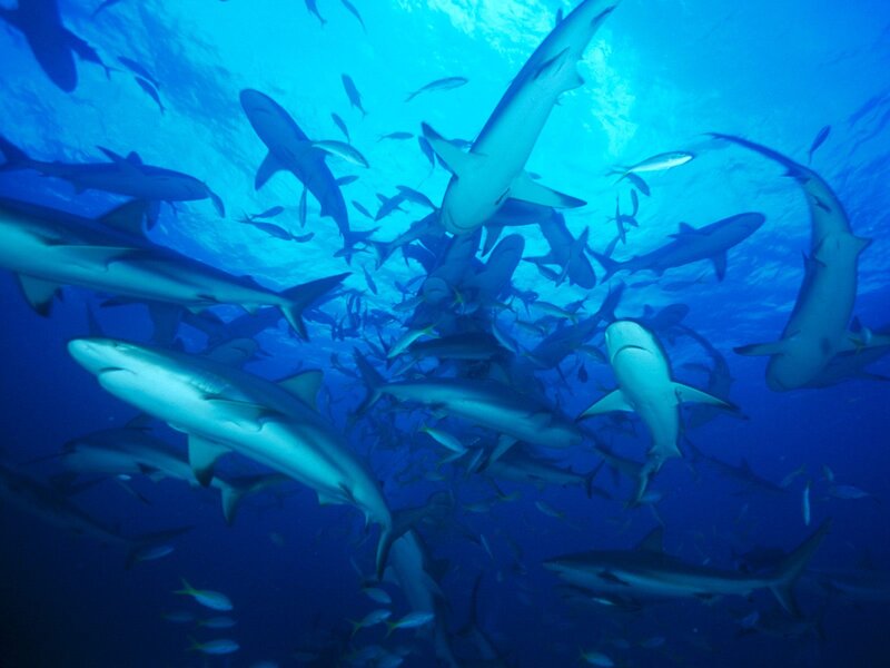 Sharks swimming in blue water