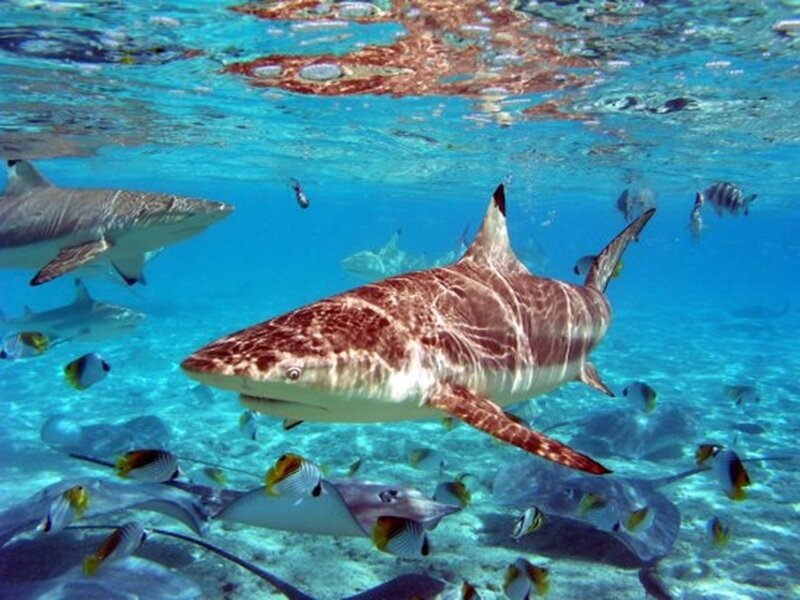 Sharks swimming in clear blue water