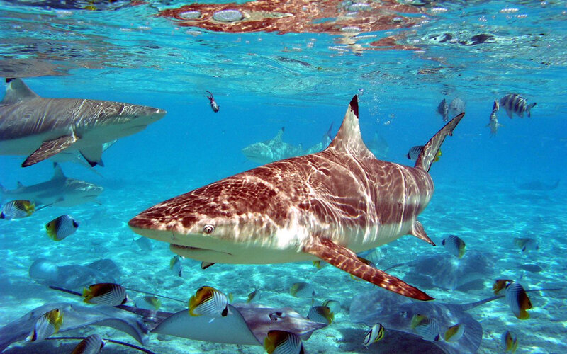 Sharks swimming in clear blue water
