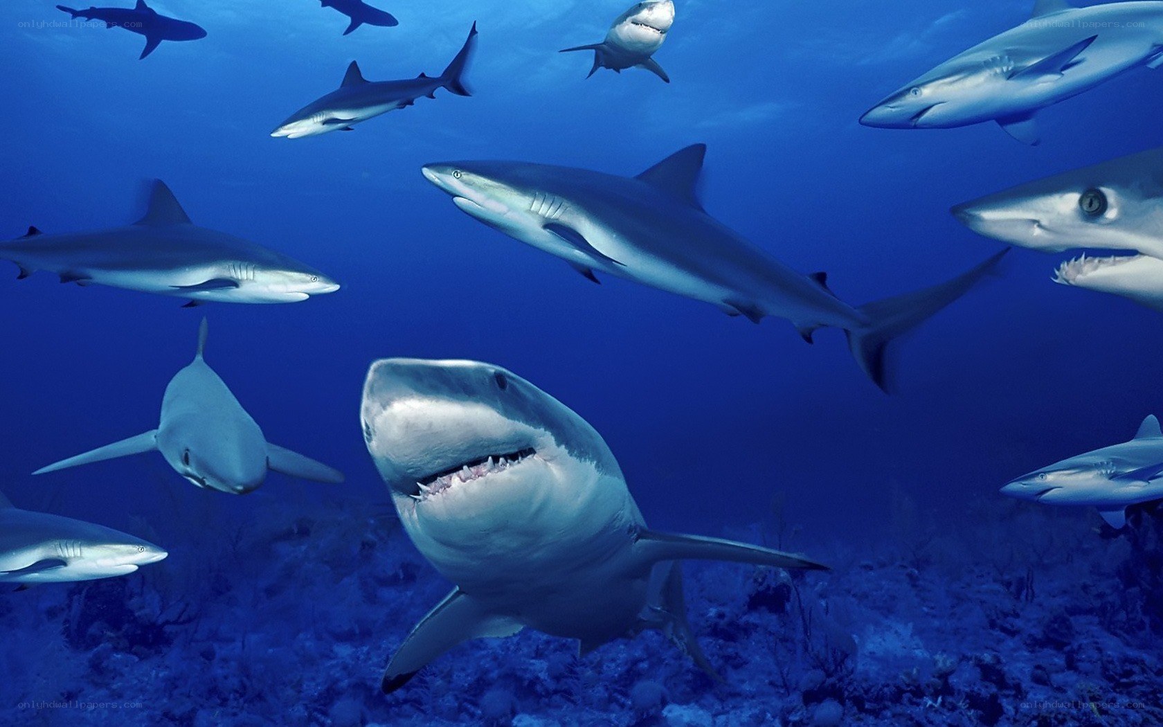 Sharks swimming in ocean