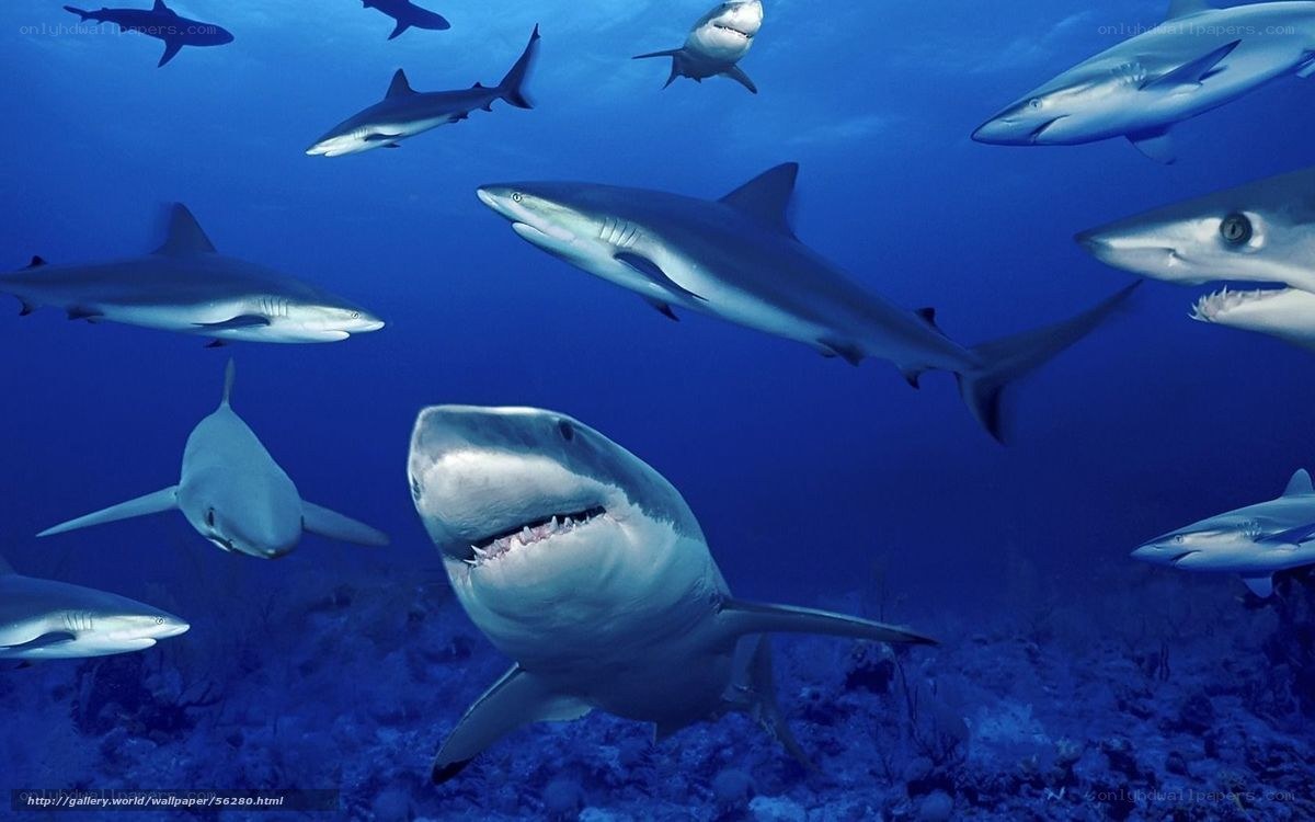 Sharks swimming in ocean