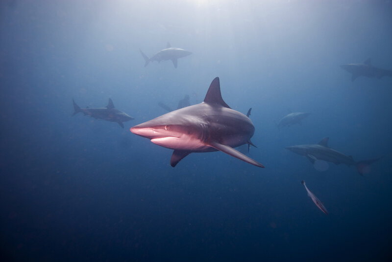 Sharks swimming in the ocean