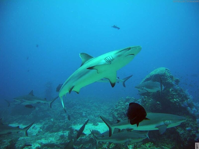 Sharks swimming near coral reef