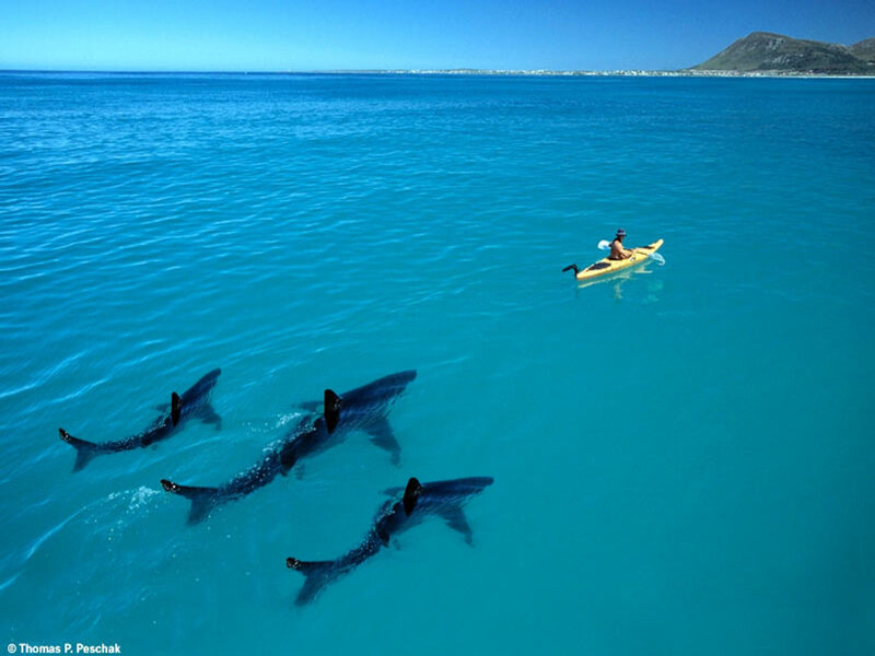 Sharks swimming near kayaker