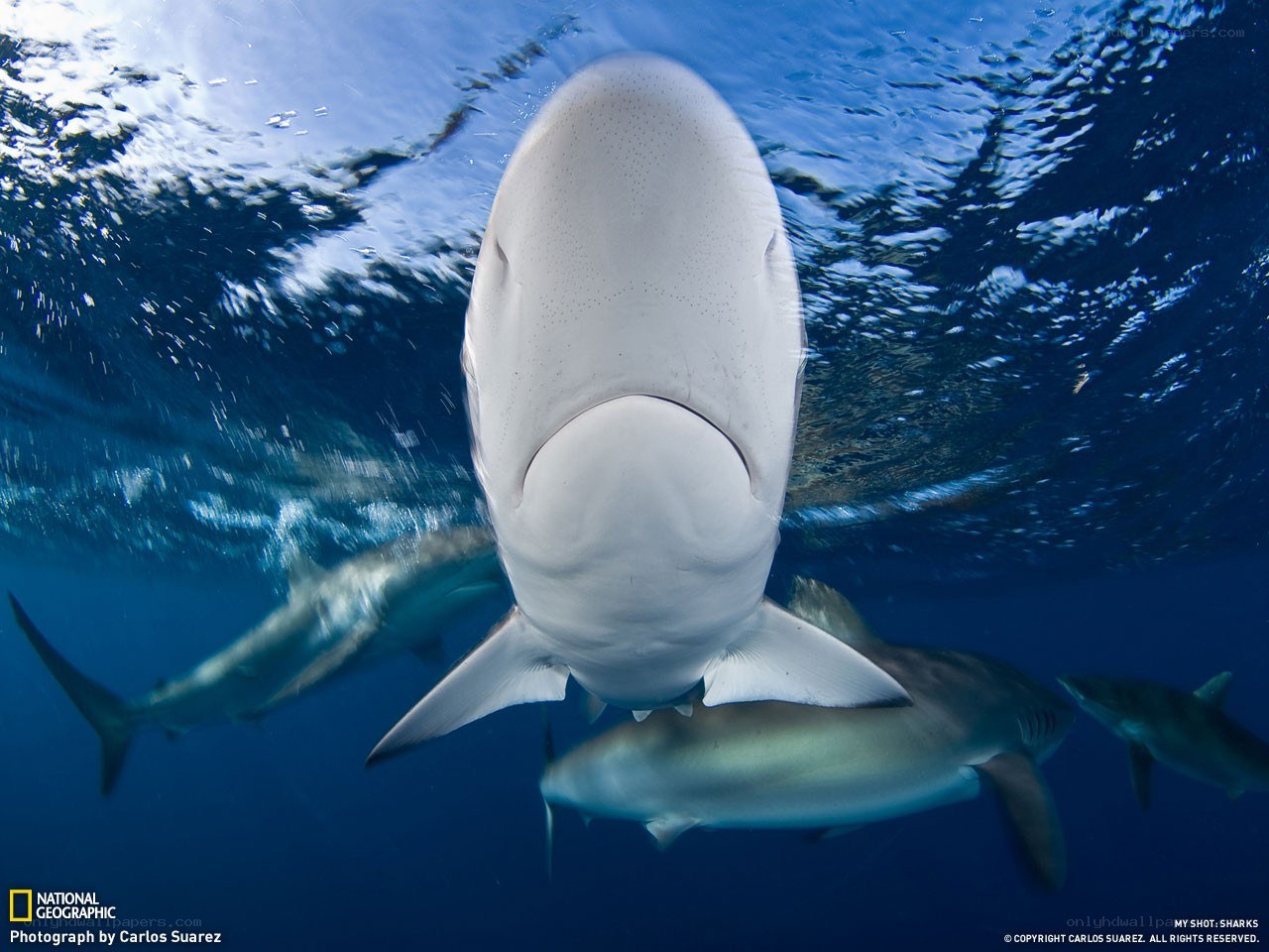 Sharks swimming underwater
