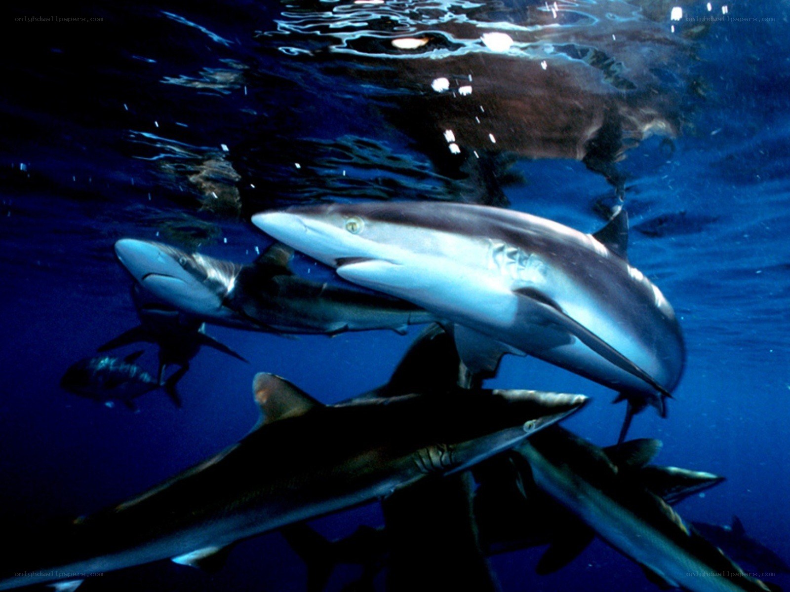 Sharks swimming underwater