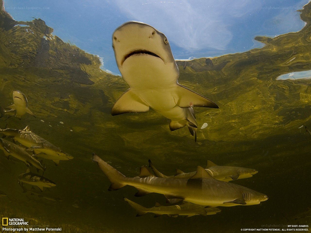 Sharks swimming underwater